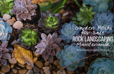 rocks in succulent garden