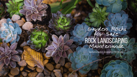rocks in succulent garden