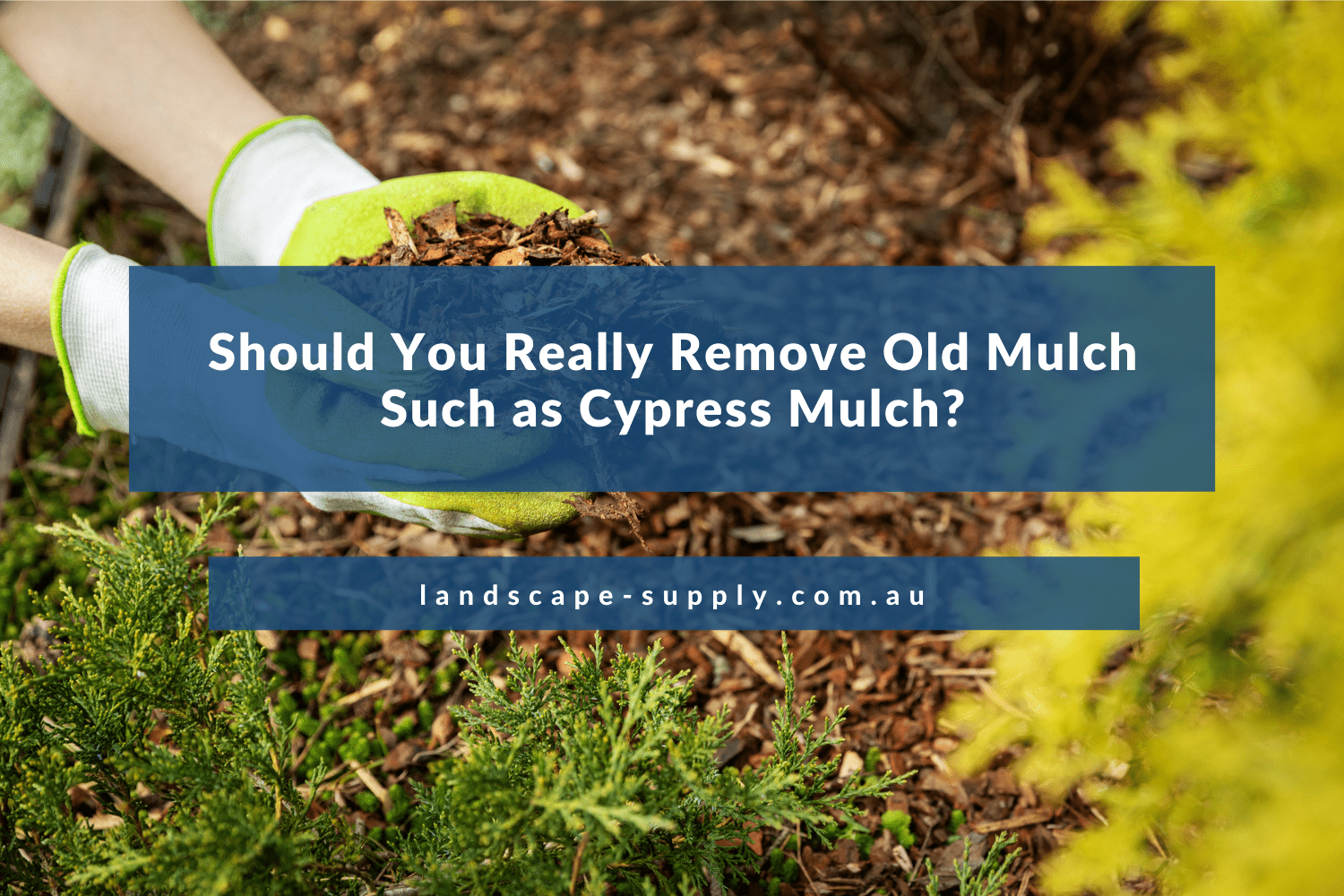 Should You Really Remove Old Mulch Such as Cypress Mulch?